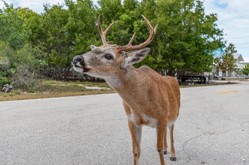 Les arrêts incontournables de la Overseas Highway